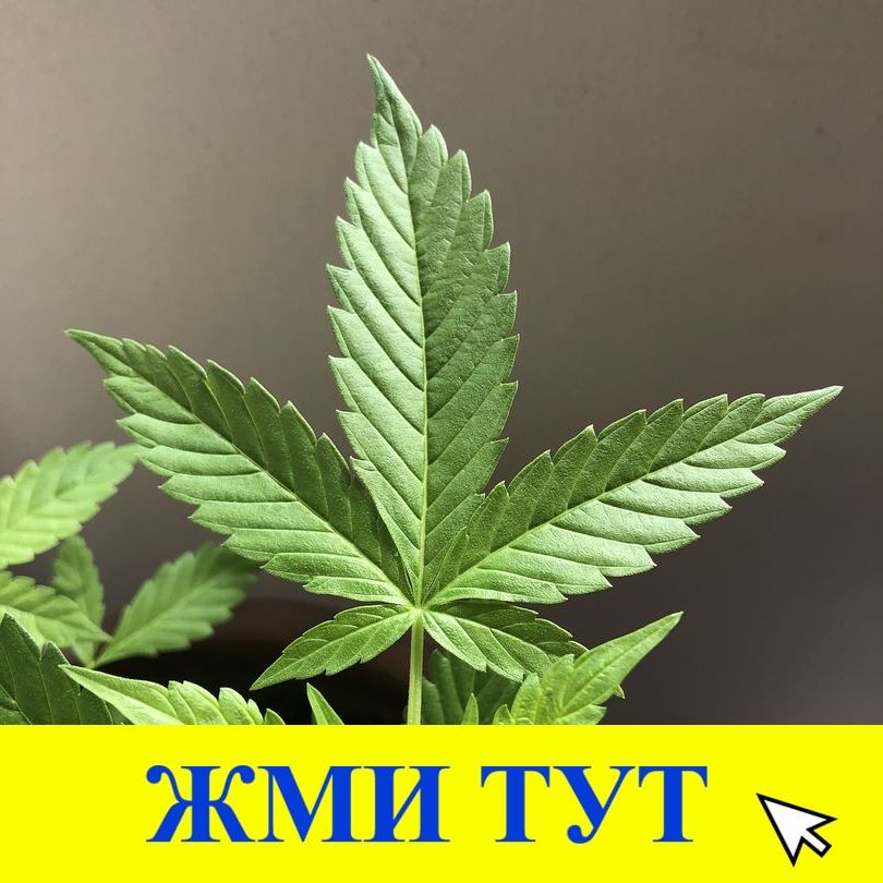 Купить наркотики в Вязьме